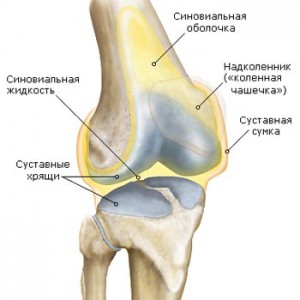 Лечение синовита коленного сустава: как недопустить тяжелых ...