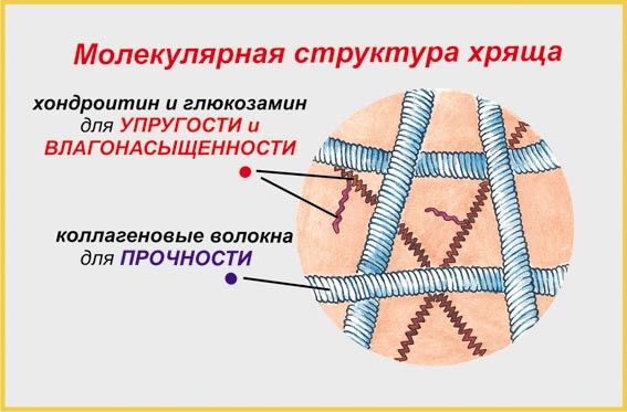 Восстановление хрящевой ткани позвоночника питанием Восстановление хрящевой ткани позвоночника питанием