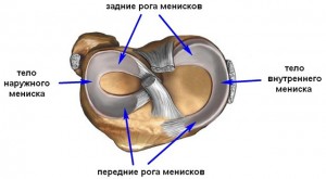 Коленний сустав: строение и анатомия