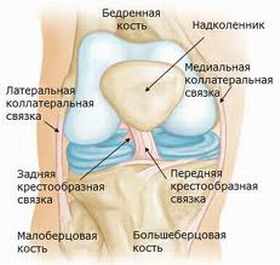 Схема коленного сустава