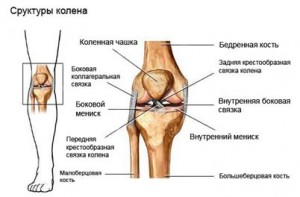 Устройство связочного аппарата коленного сустава