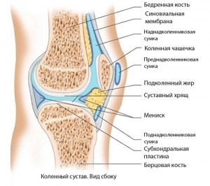 Схема коленного сустава